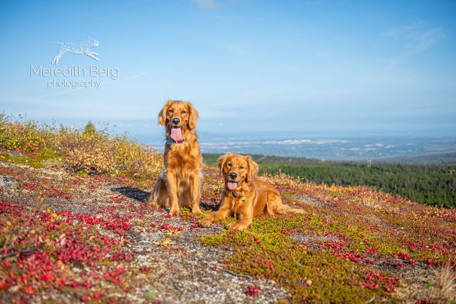 Meredith Berg Photography Anchorage Alaska Dog Pet Photographer Aspen Murphy Golden Retrievers4.jpg