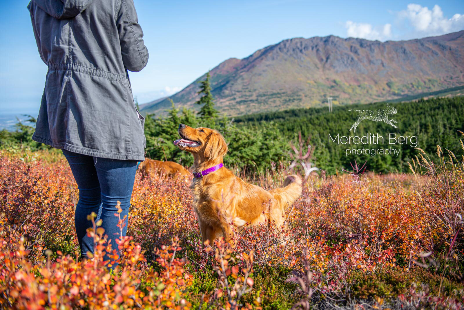 Meredith Berg Photography Anchorage Alaska Dog Pet Photographer Aspen Murphy Golden Retrievers5.jpg