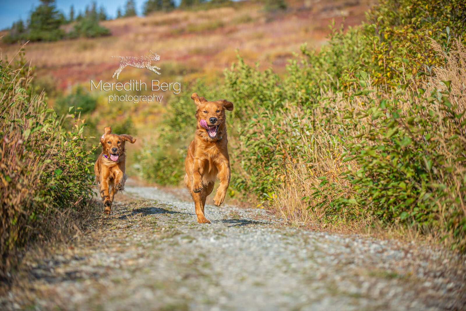 Meredith Berg Photography Anchorage Alaska Dog Pet Photographer Aspen Murphy Golden Retrievers7.jpg