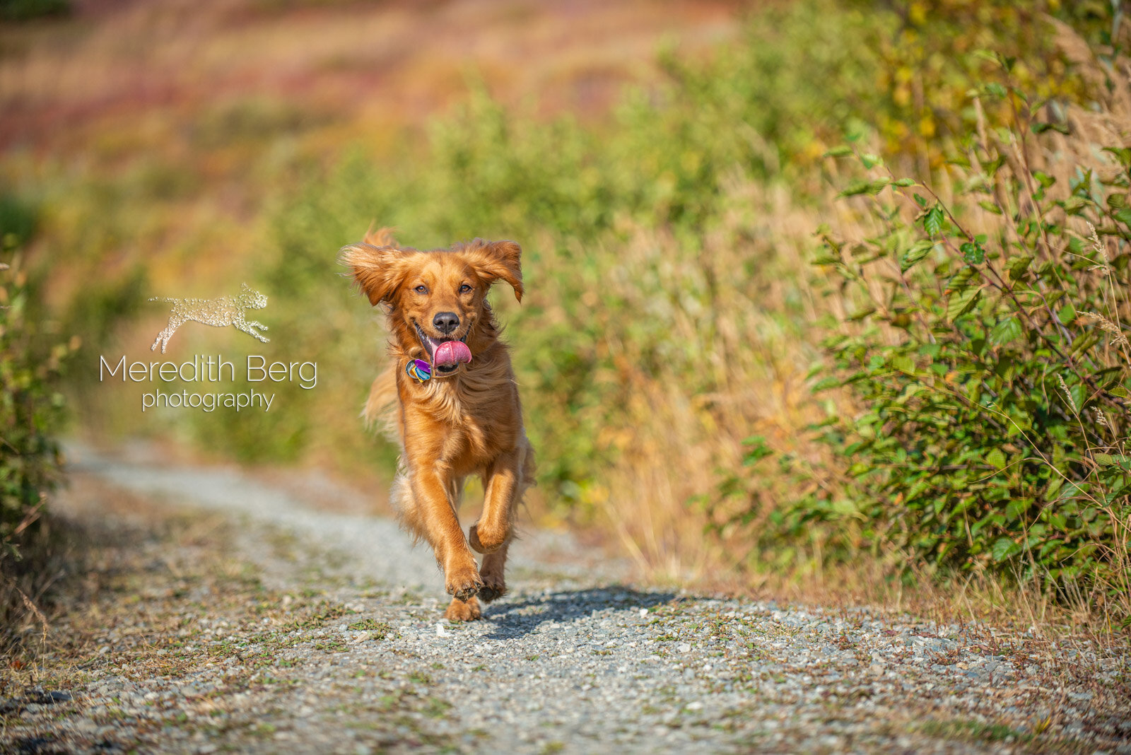 Meredith Berg Photography Anchorage Alaska Dog Pet Photographer Aspen Murphy Golden Retrievers8.jpg