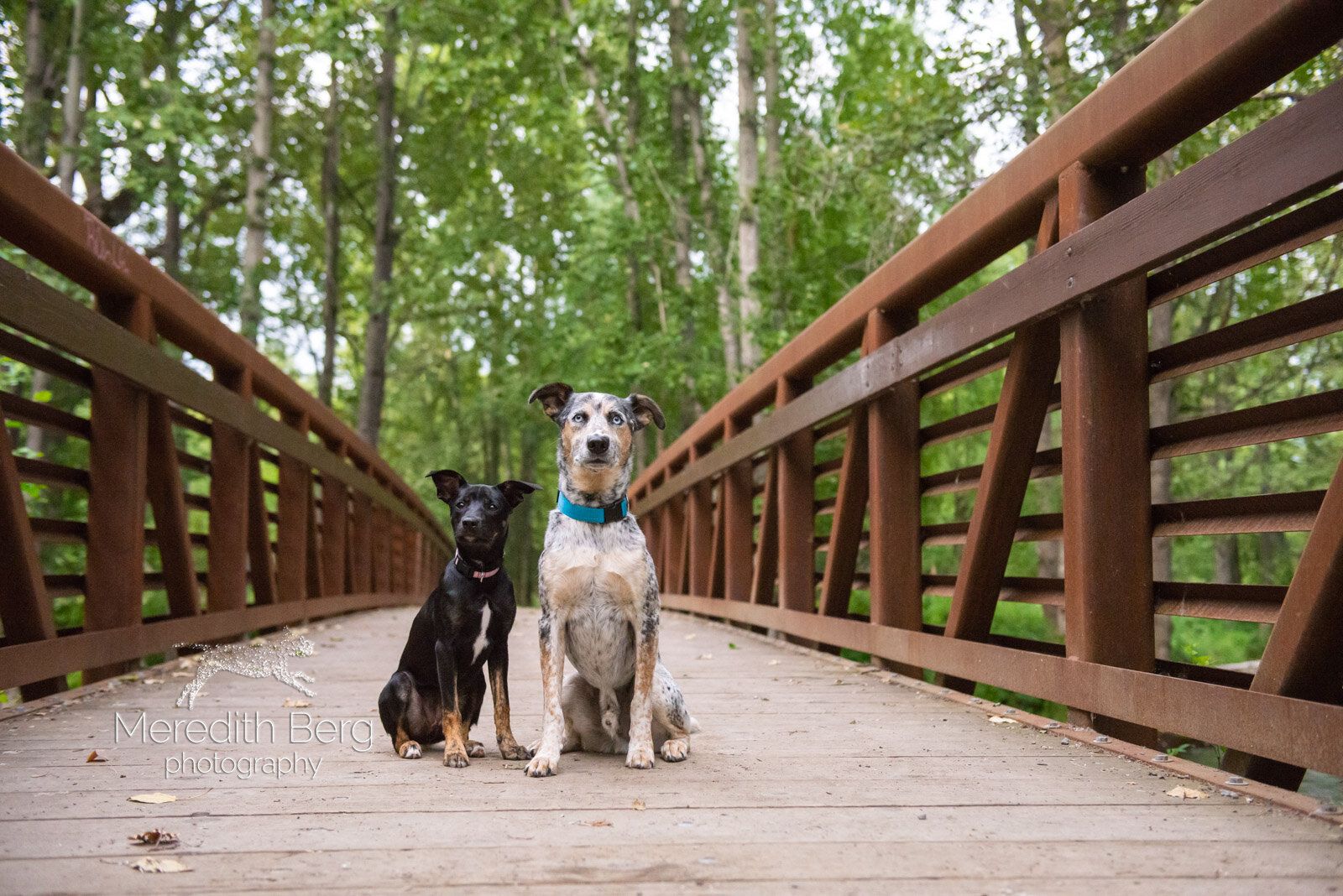 Meredith Berg Photography Anchorage Alaska Dog Pet Photographer Rodeo Outlaw Sport Mix Heeler Mix_MBP1411-2.jpg