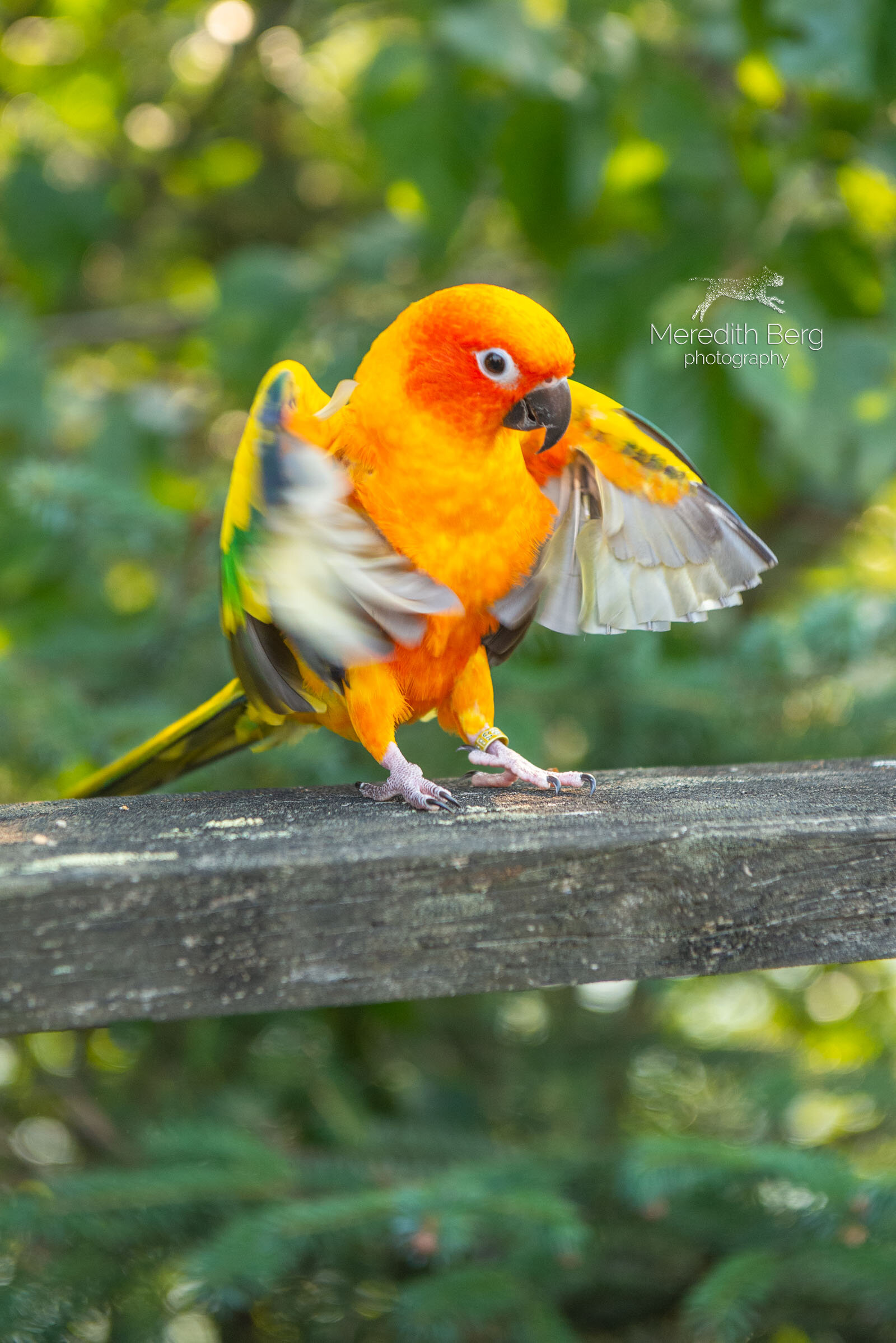 Meredith Berg Photography Anchorage Alaska Dog Pet Photographer Brodie Breck Onyx Raven Yorkie Border Collie Black Lab Golden Retriever Sun Conure7.jpg