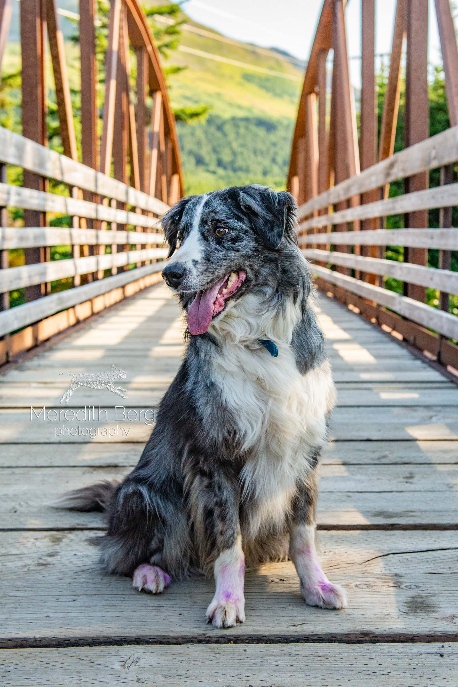 Meredith Berg Photography Anchorage Alaska Dog Pet Photographer Brodie Breck Onyx Raven Yorkie Border Collie Black Lab Golden Retriever Sun Conure12.jpg