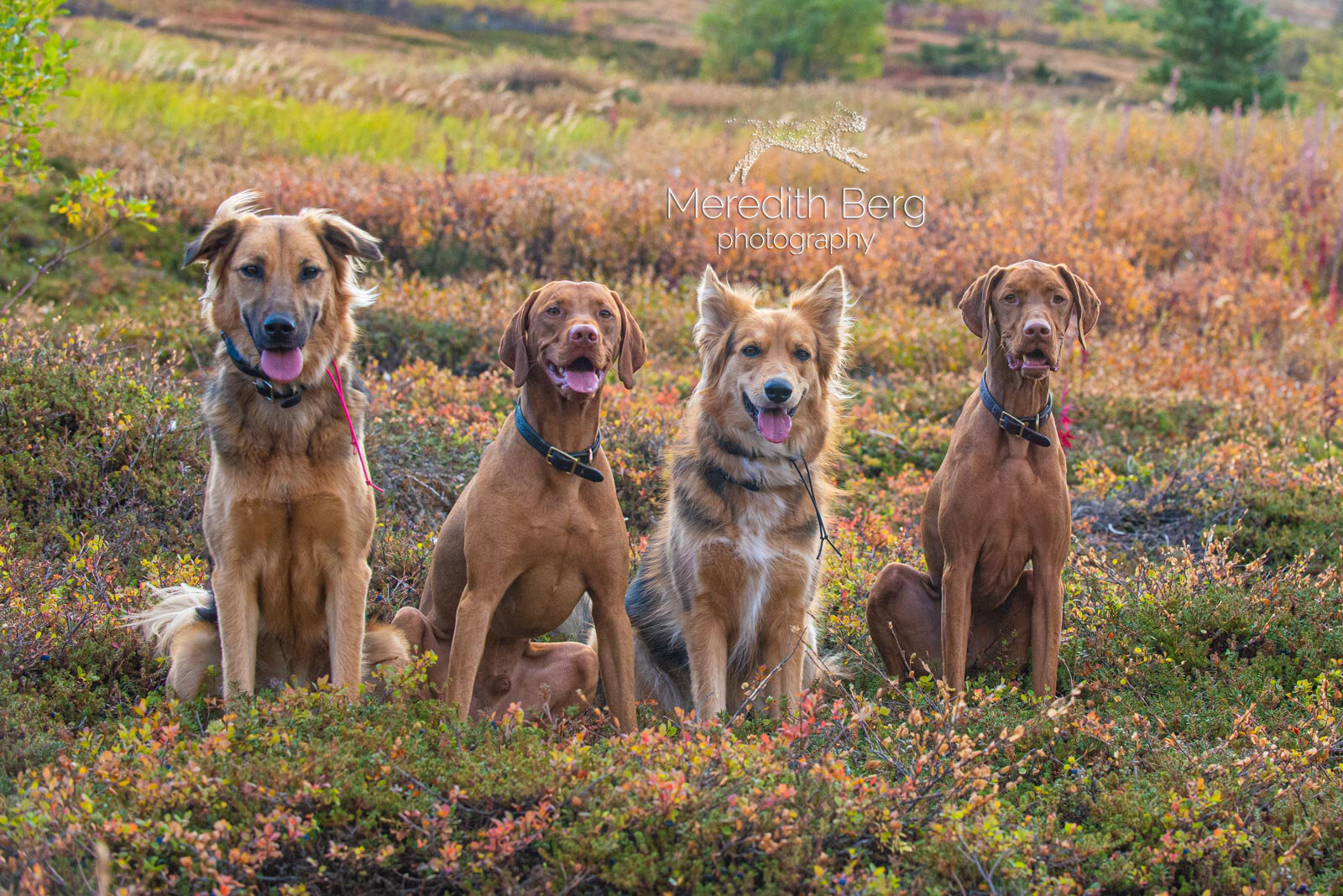 Meredith Berg Photography Anchorage Alaska Dog Pet Photographer Vizsla Shepherd Rescue Mixes-2.jpg