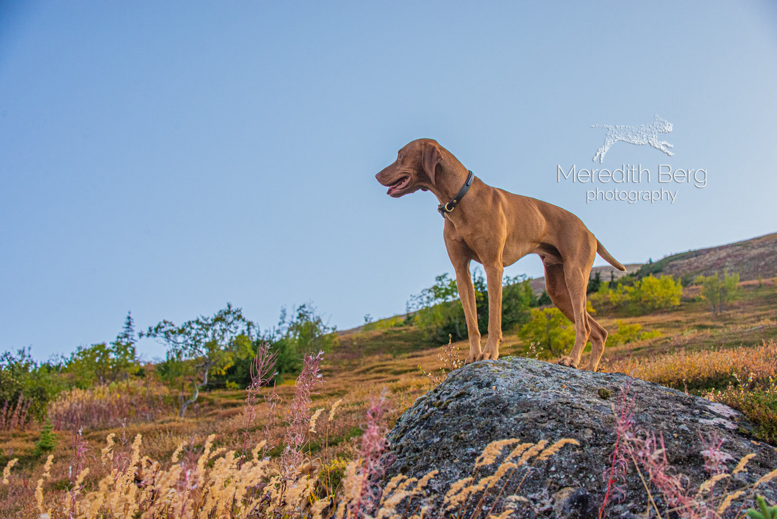 Meredith Berg Photography Anchorage Alaska Dog Pet Photographer Vizsla Shepherd Rescue Mixes-5.jpg