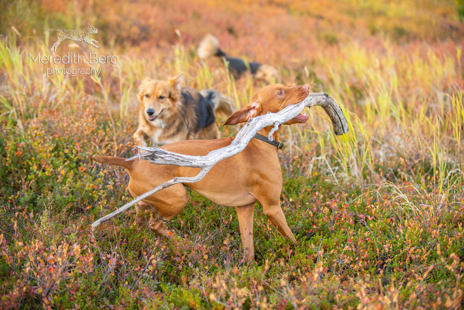 Meredith Berg Photography Anchorage Alaska Dog Pet Photographer Vizsla Shepherd Rescue Mixes-7.jpg