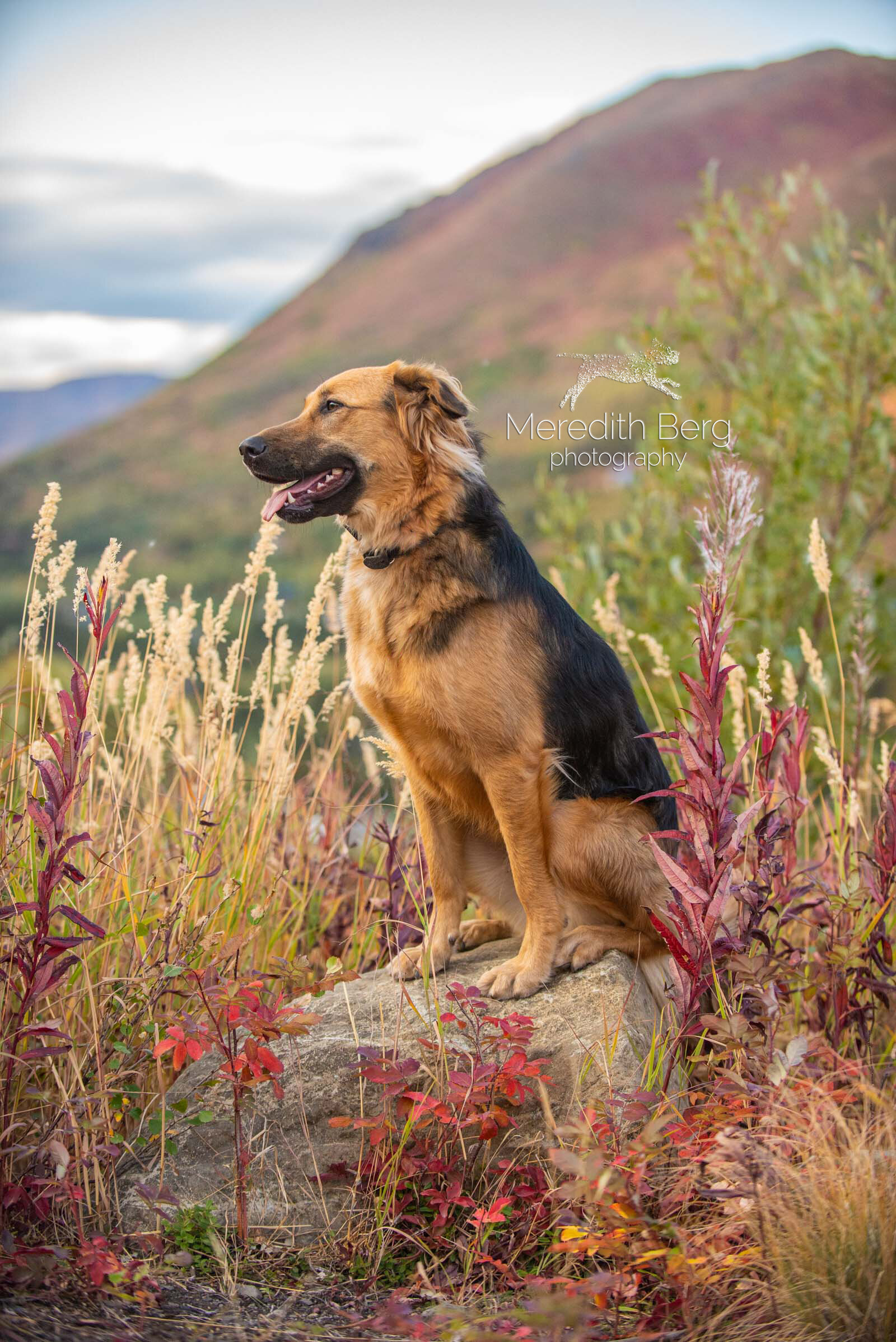 Meredith Berg Photography Anchorage Alaska Dog Pet Photographer Vizsla Shepherd Rescue Mixes-8.jpg