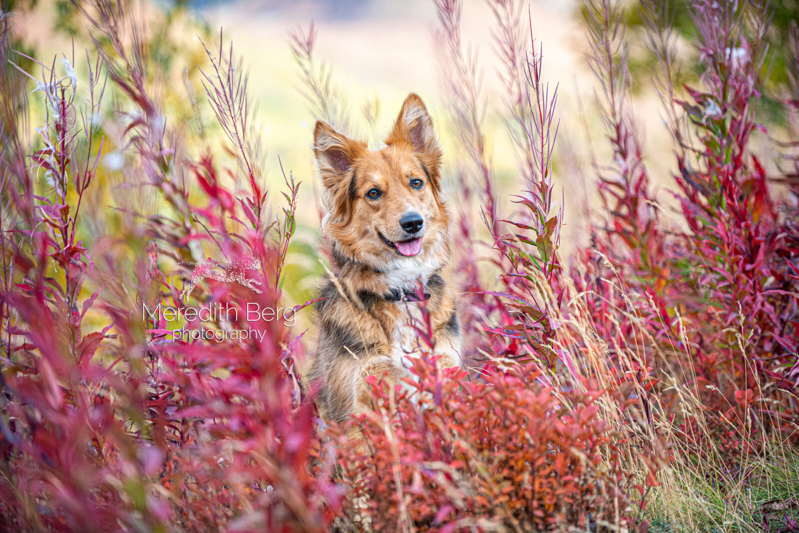 Meredith Berg Photography Anchorage Alaska Dog Pet Photographer Vizsla Shepherd Rescue Mixes.jpg