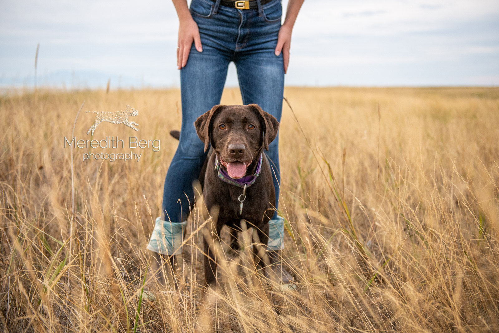 Meredith Berg Photography Anchorage Alaska Dog Pet Photographer Sheena Stallone Rottweiler Chocolate LabDSC_0580.jpg