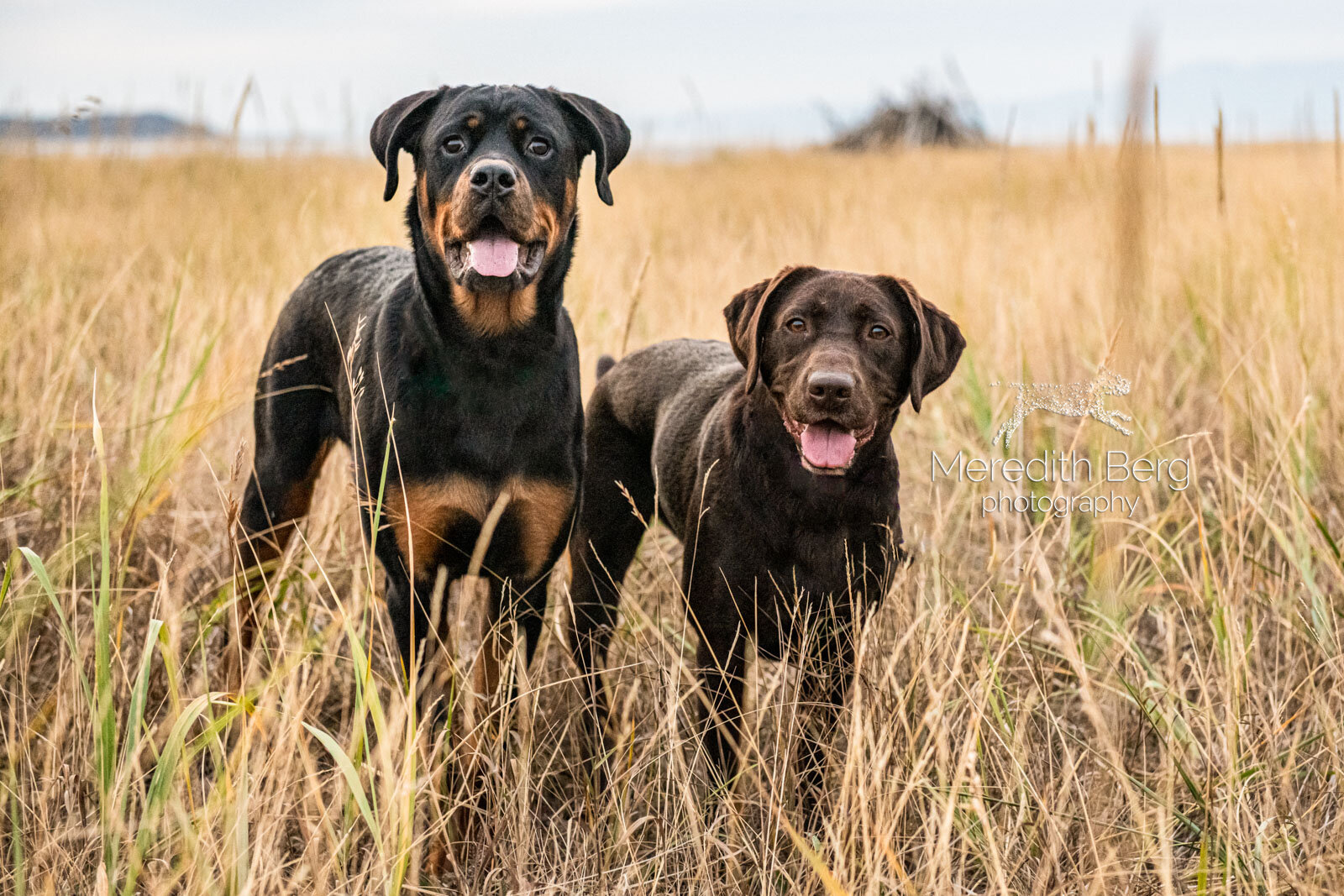 Meredith Berg Photography Anchorage Alaska Dog Pet Photographer Sheena Stallone Rottweiler Chocolate LabDSC_0871-Edit.jpg