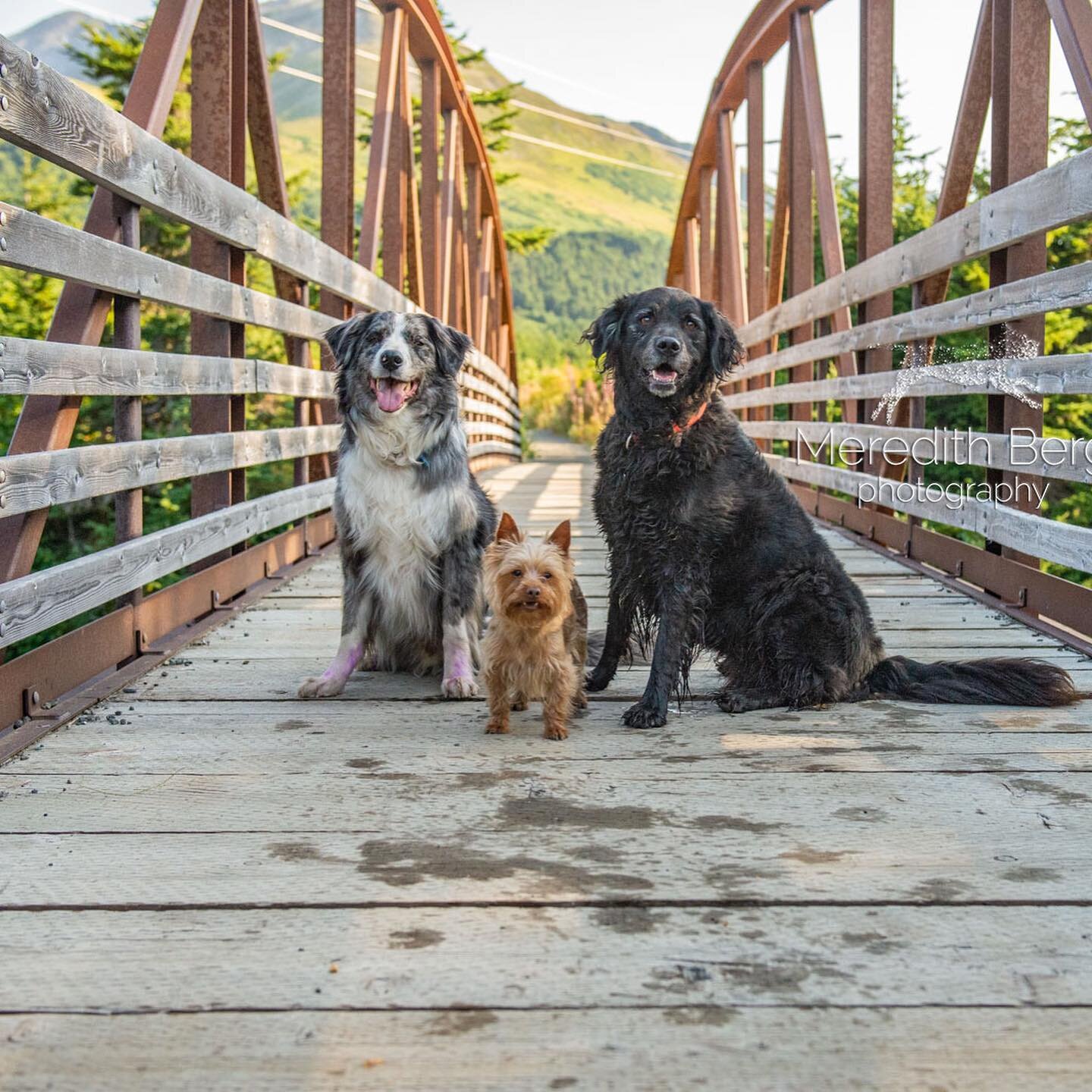 It's #WetDogWednesday and 2 out of 3 of these cute pups just decided to take a quick dip in the river below the bridge we're on! 😂 But they're so sweet, we'll forgive them! These 3 pups are part of the Browning family that I photographed last summer