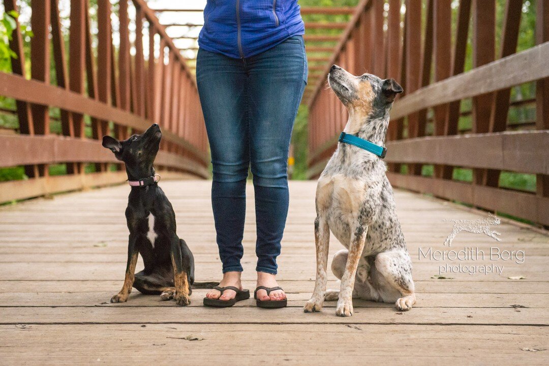 Happy late #NationalPuppyDay! With all the commotion going on in the world right now, I completely forgot to post. These two cuties are Outlaw and Rodeo looking up to their human, Emily. I did a session with these three last summer and just now am ge