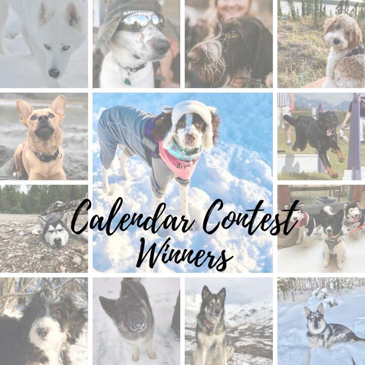 And the 2021 Calendar Competition is in the bag! Congratulations to all 13 of our winners and thank you to all of our adorable pup contestants that helped raise over $3,000 for Alaska Dog and Puppy Rescue! ⁠
.⁠
For those of you winners, I will be in 