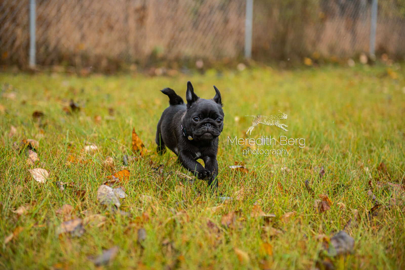 Meredith Berg Photography Anchorage Alaska Dog Pet Photographer Goose Pug Puppy2.jpg