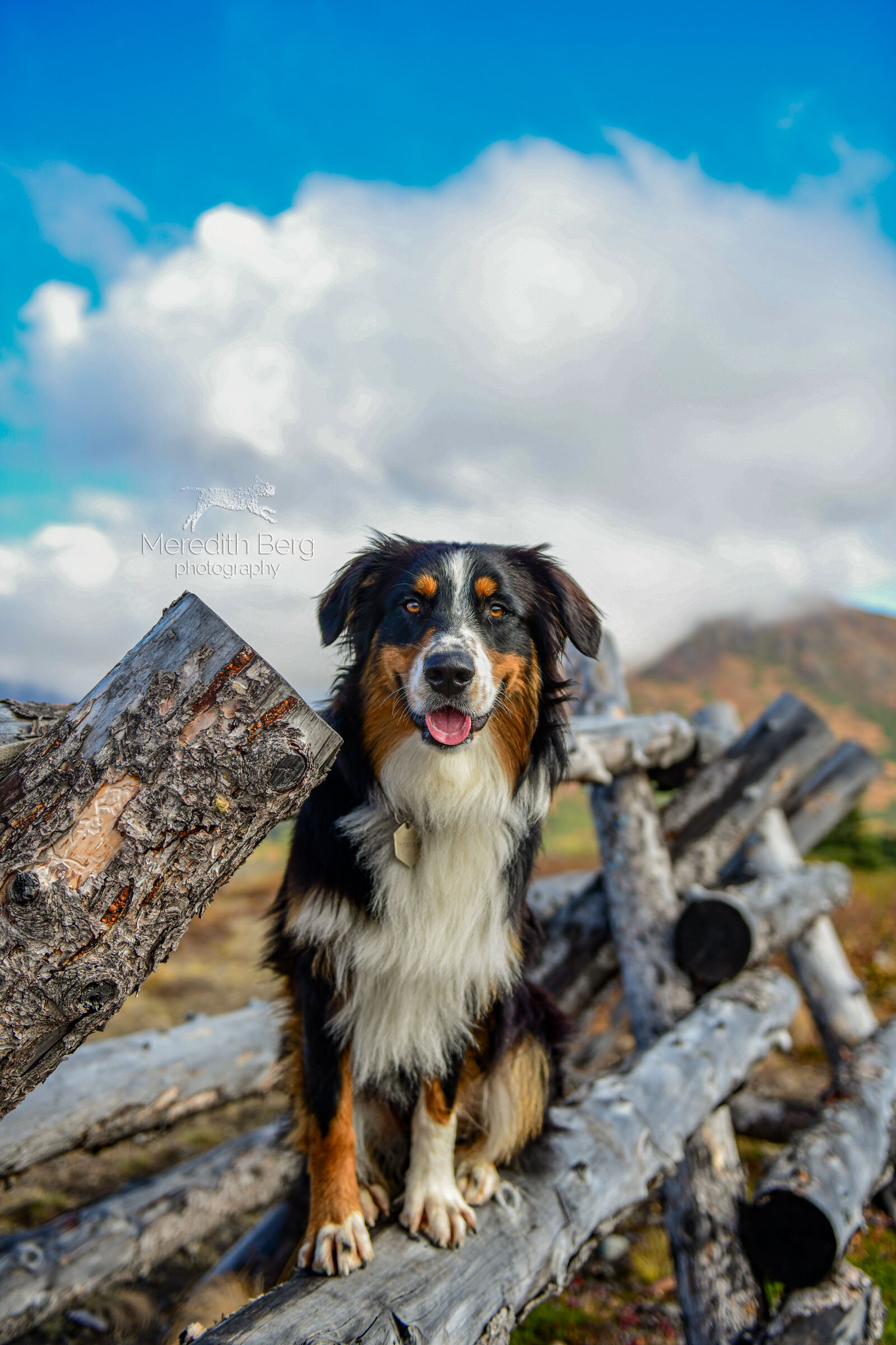 Meredith Berg Photography Anchorage Alaska Dog Pet Photographer Auggie Australian ShepherdDSC_2975.jpg