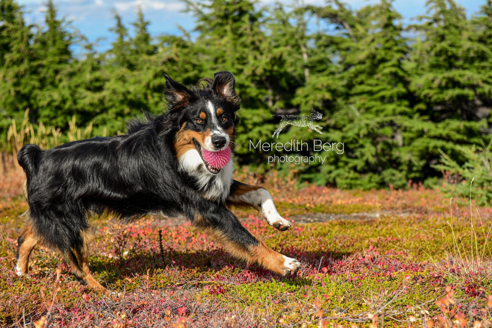 Meredith Berg Photography Anchorage Alaska Dog Pet Photographer Auggie Australian ShepherdDSC_3265-Edit.jpg