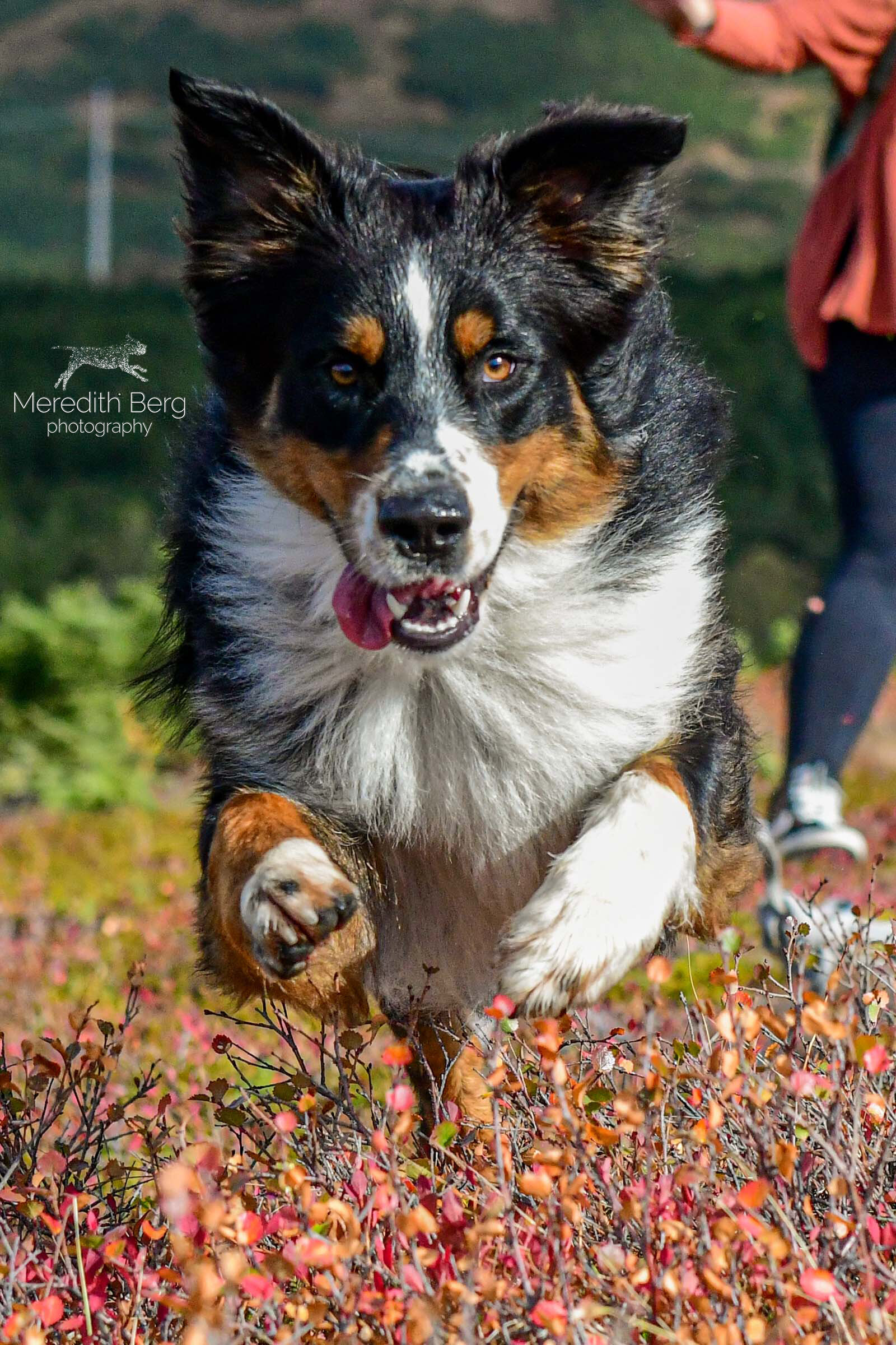 Meredith Berg Photography Anchorage Alaska Dog Pet Photographer Auggie Australian ShepherdDSC_3243.jpg