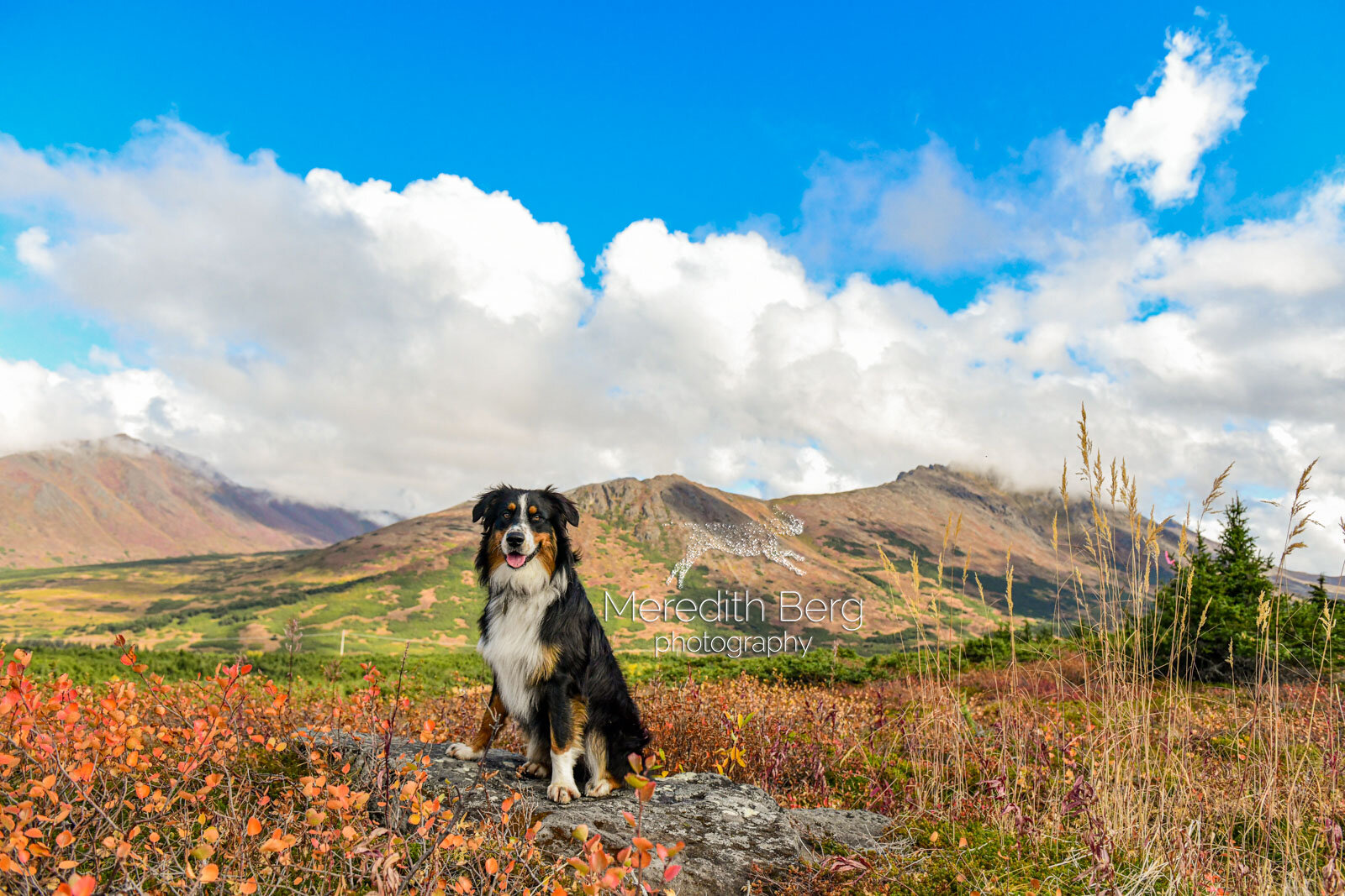 Meredith Berg Photography Anchorage Alaska Dog Pet Photographer Auggie Australian ShepherdDSC_3415-Edit.jpg