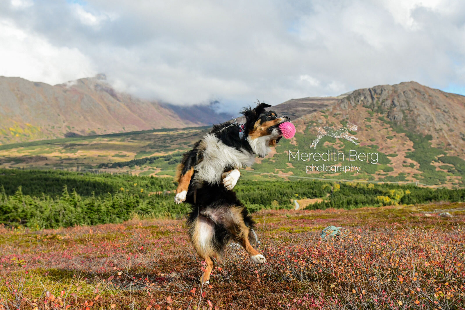 Meredith Berg Photography Anchorage Alaska Dog Pet Photographer Auggie Australian ShepherdDSC_3359.jpg