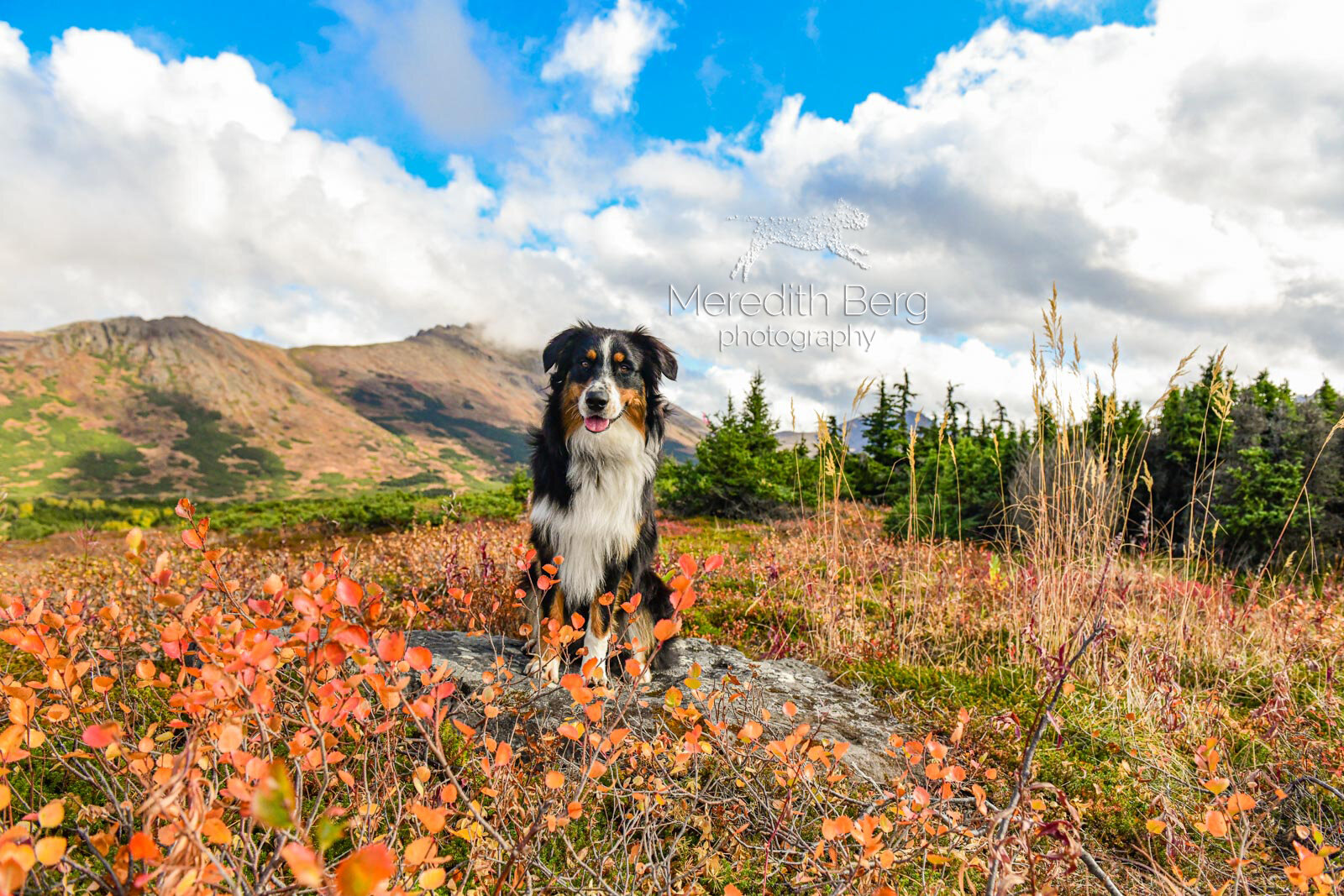 Meredith Berg Photography Anchorage Alaska Dog Pet Photographer Auggie Australian ShepherdDSC_3437-Edit.jpg