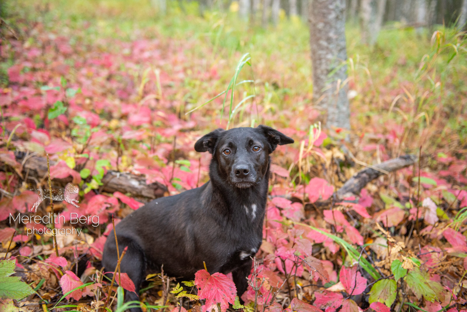 Meredith Berg Photography Anchorage Alaska Dog Pet Photographer Alice Cooper Lab Mixes Newfoundland Newfie Great Dane Corgi1.jpg