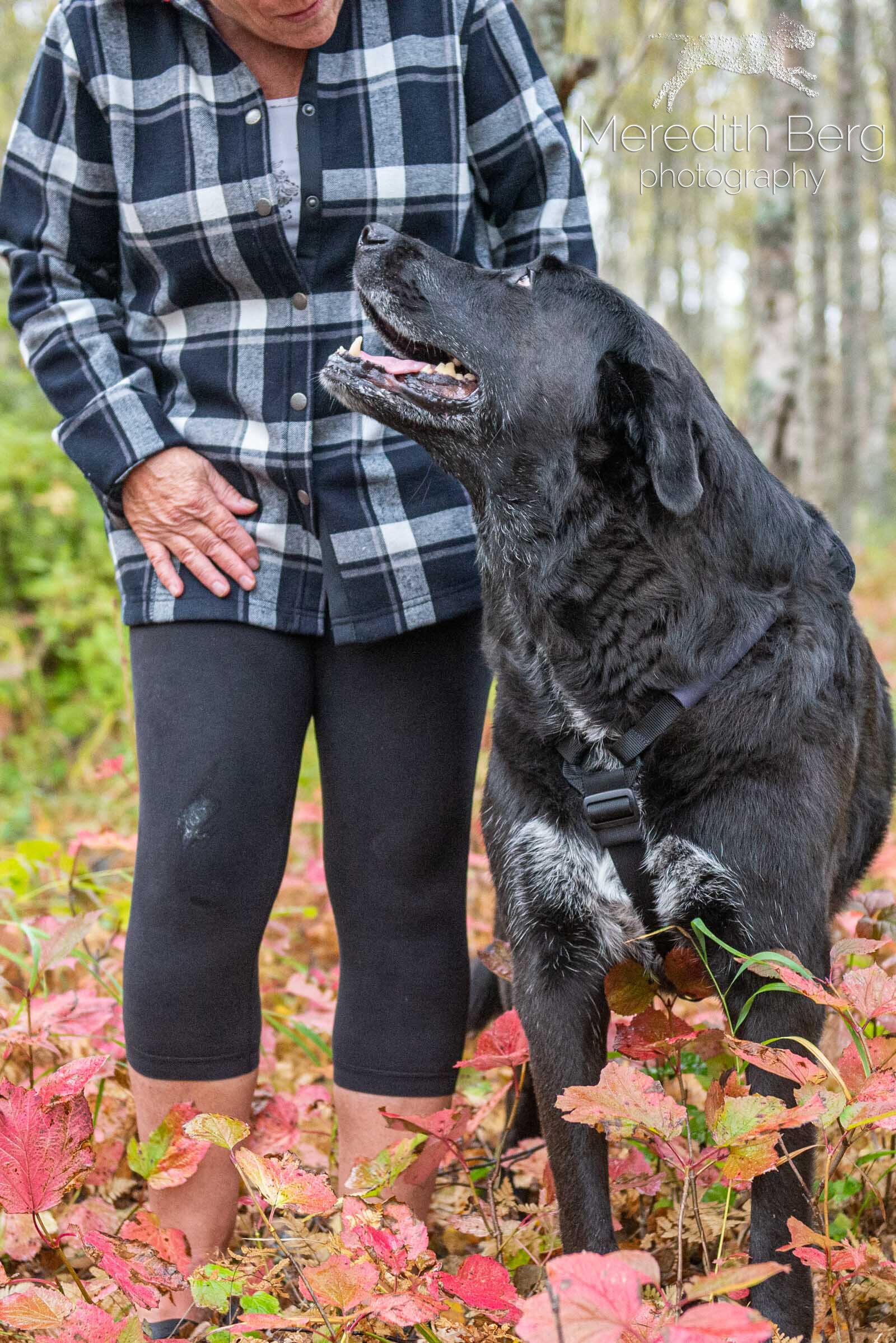 Meredith Berg Photography Anchorage Alaska Dog Pet Photographer Alice Cooper Lab Mixes Newfoundland Newfie Great Dane Corgi2.jpg