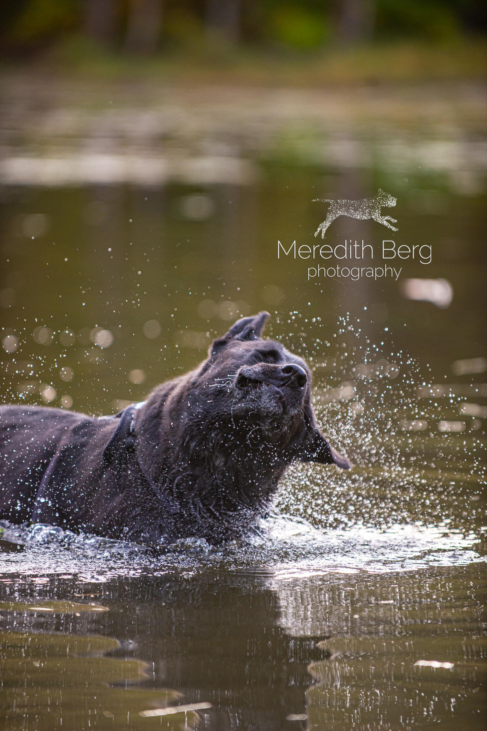 Meredith Berg Photography Anchorage Alaska Dog Pet Photographer Alice Cooper Lab Mixes Newfoundland Newfie Great Dane Corgi4.jpg