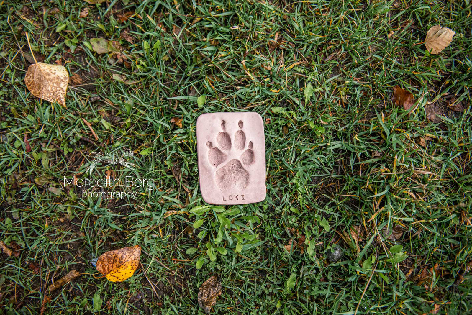 Meredith Berg Photography Anchorage Alaska Dog Pet Photographer Alice Cooper Lab Mixes Newfoundland Newfie Great Dane Corgi11.jpg