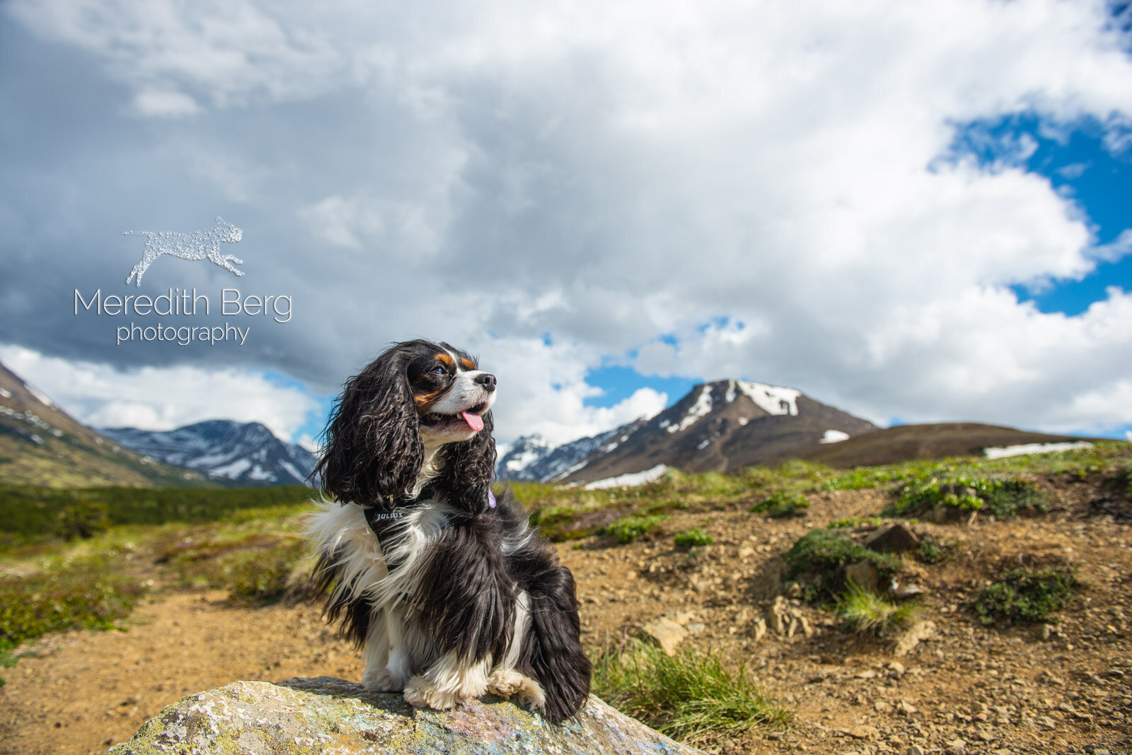 Meredith Berg Photography Anchorage Alaska Dog Pet Photographer Ali Harmony Cavalier King Charles Spaniel_DSC6553.jpg