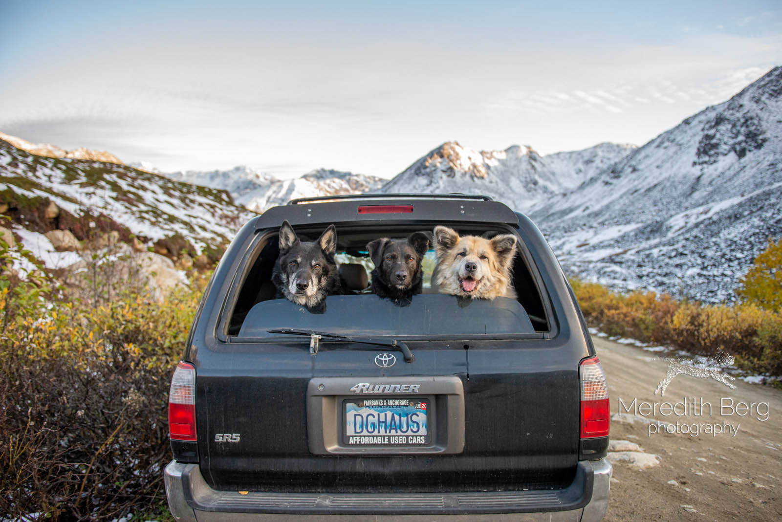 Meredith Berg Photography Anchorage Alaska Dog Pet Photographer Husky Mixes Mountain Mutts 6.jpg
