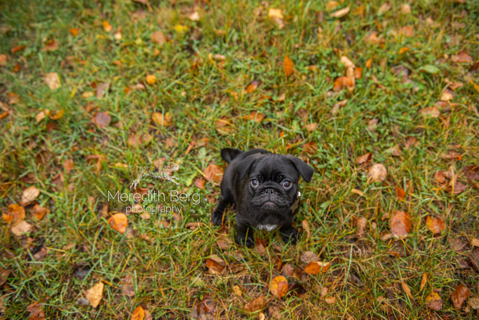 Meredith Berg Photography Anchorage Alaska Dog Pet Photographer Goose Pug Puppy4.jpg