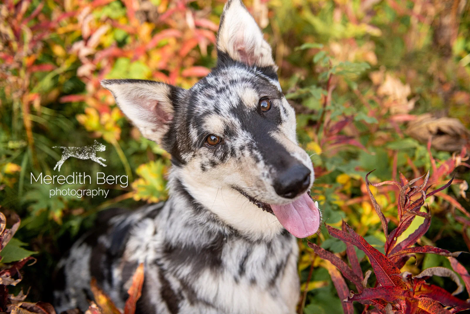 Husky Malinois Dog Cattle Siberian Husky Blue Heeler Husky Mix