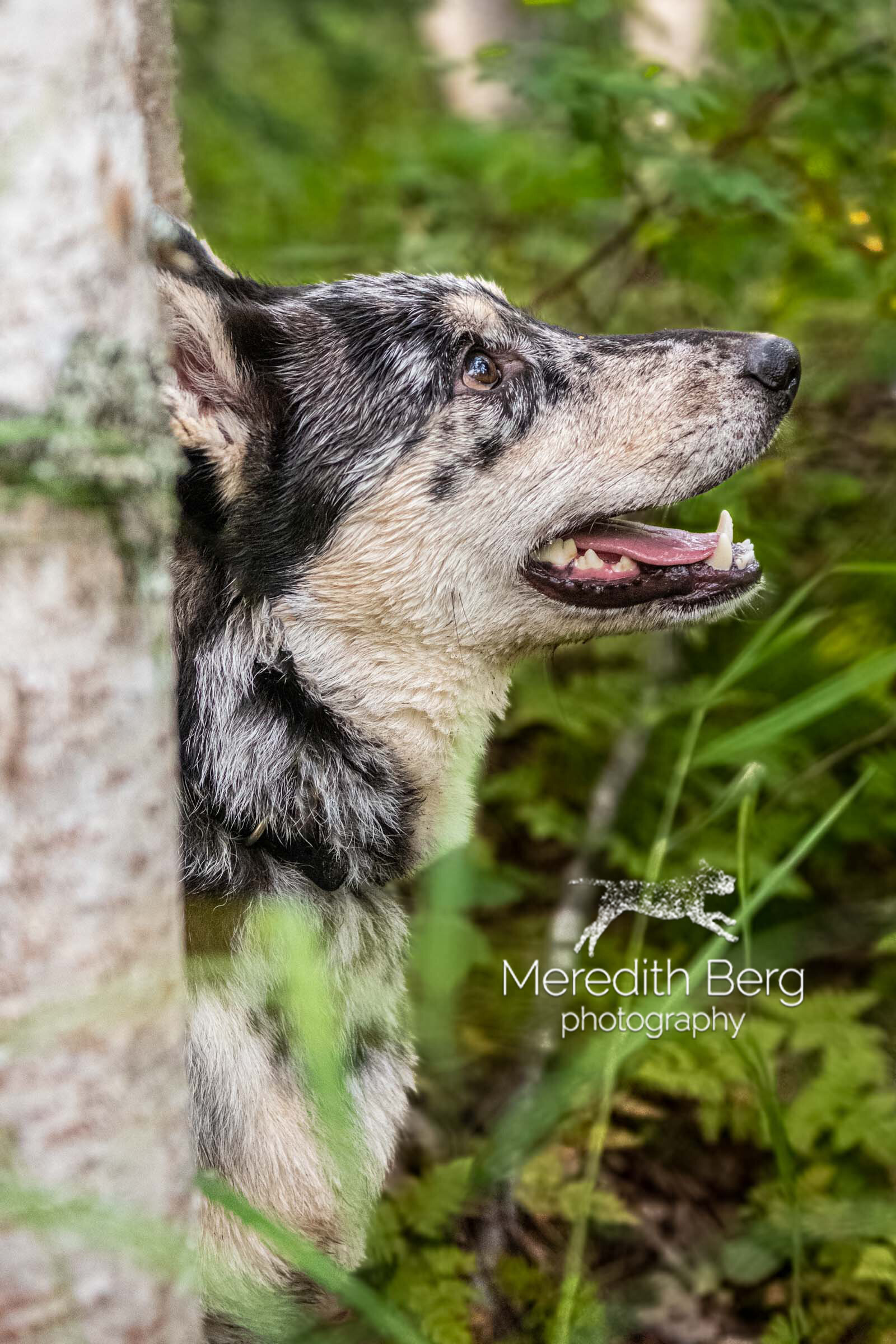 Meredith Berg Photography Anchorage Alaska Dog Pet Photographer Merle German Shepherd Husky Mix3.jpg
