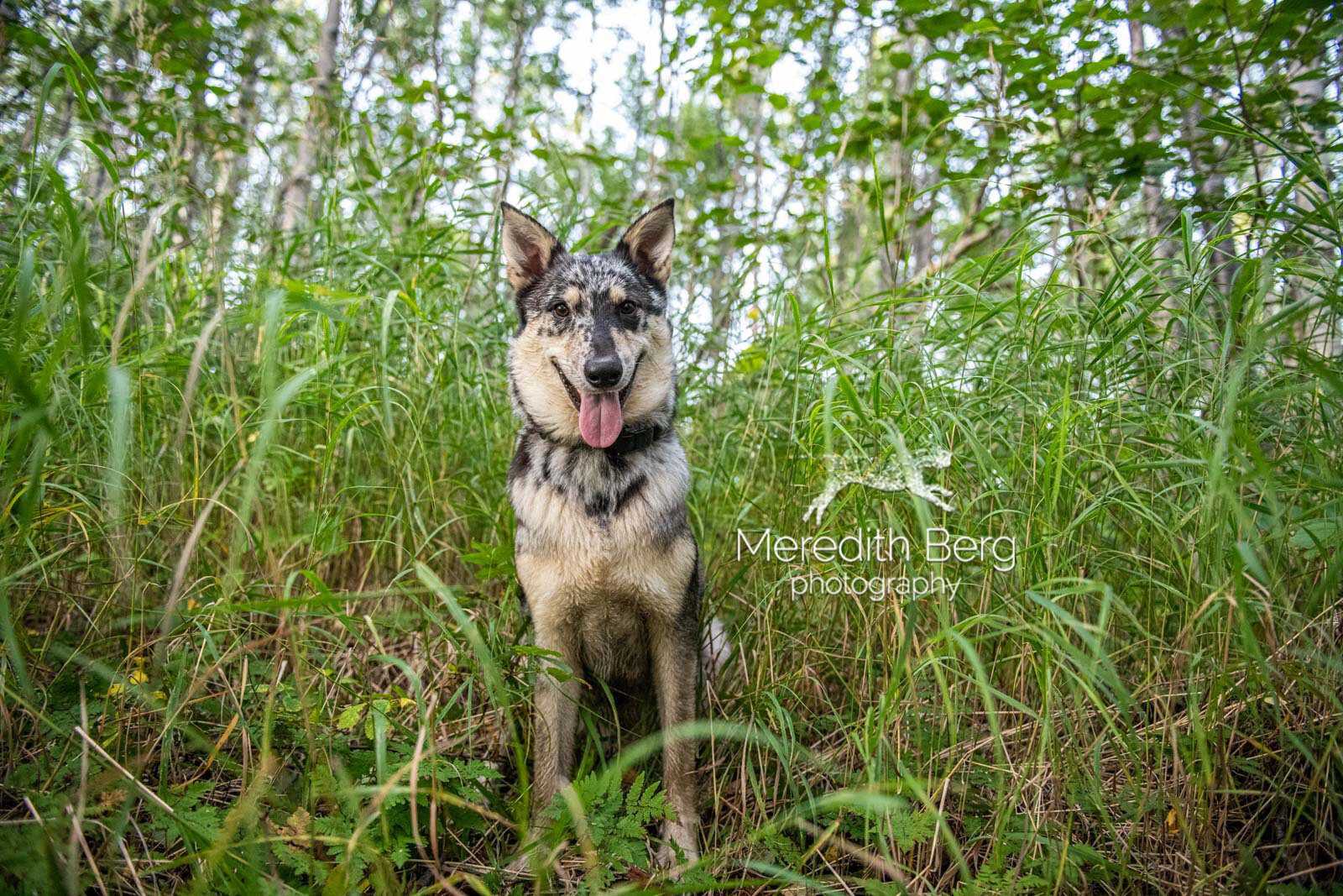 Meredith Berg Photography Anchorage Alaska Dog Pet Photographer Merle German Shepherd Husky Mix4.jpg