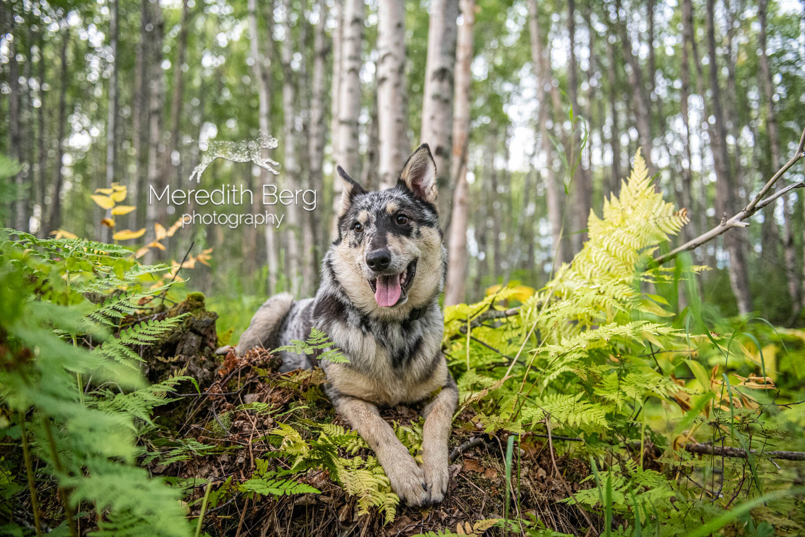 Meredith Berg Photography Anchorage Alaska Dog Pet Photographer Merle German Shepherd Husky Mix5.jpg
