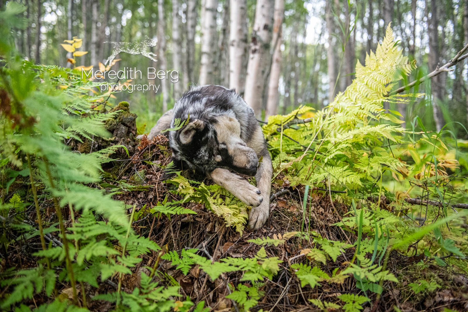 Meredith Berg Photography Anchorage Alaska Dog Pet Photographer Merle German Shepherd Husky Mix6.jpg
