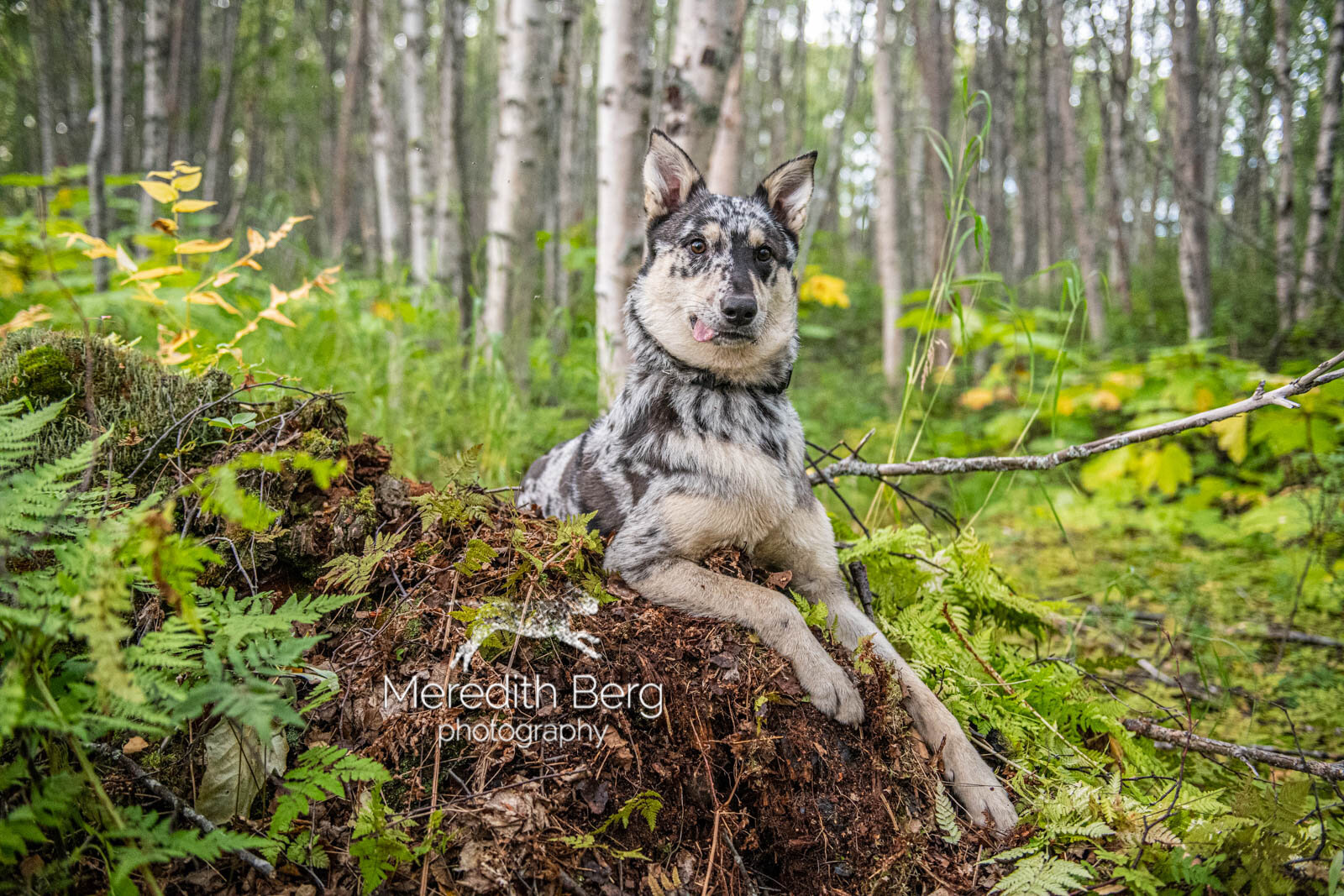 Meredith Berg Photography Anchorage Alaska Dog Pet Photographer Merle German Shepherd Husky Mix7.jpg