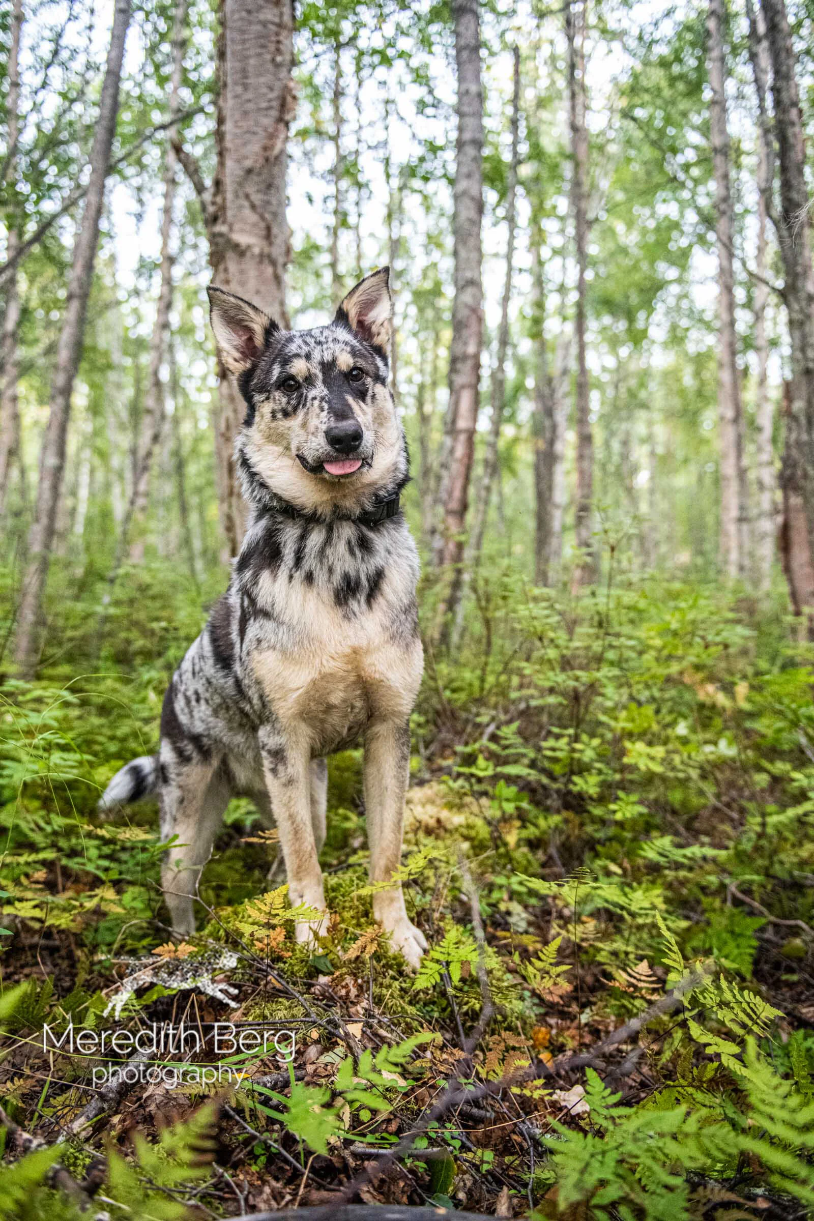 Husky Mix German Shepherd Cattle Dog Mix Puppies Red Heeler Husky
