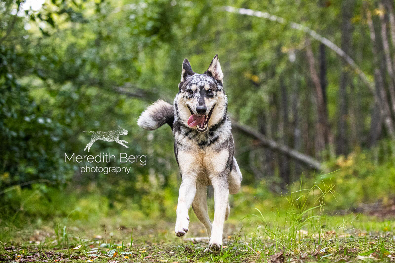 Meredith Berg Photography Anchorage Alaska Dog Pet Photographer Merle German Shepherd Husky Mix9.jpg