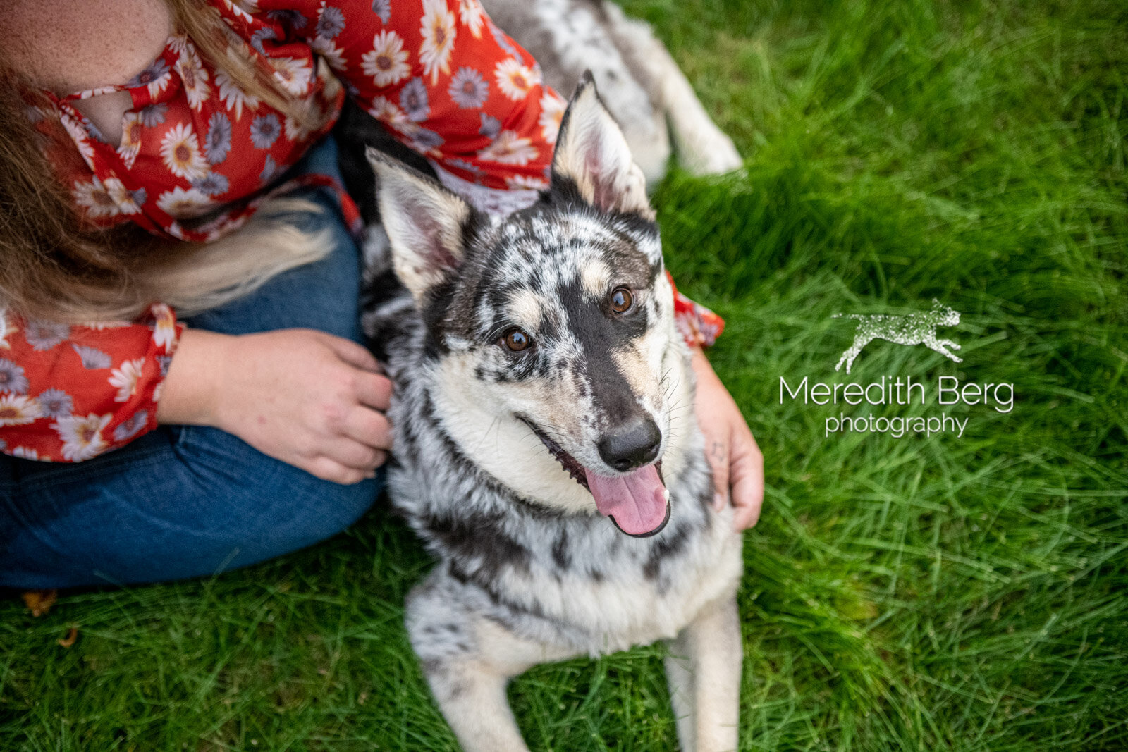 Meredith Berg Photography Anchorage Alaska Dog Pet Photographer Merle German Shepherd Husky Mix11.jpg