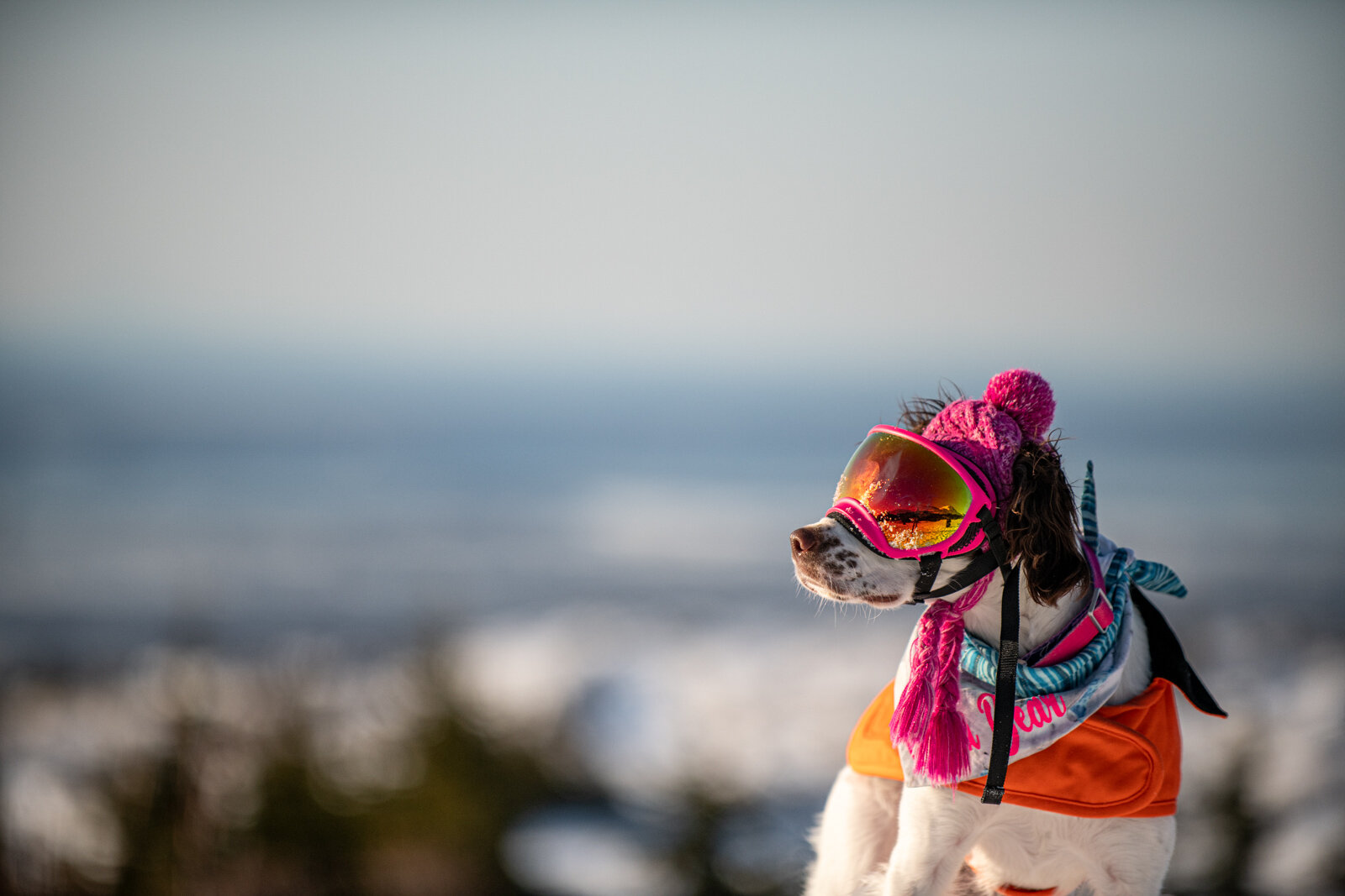 Meredith Berg Photography Anchorage Alaska Dog Pet Photographer Arya Bear Brittany Spaniel Flat Top Mountain Glen Alps TrailheadMBP_2701.jpg