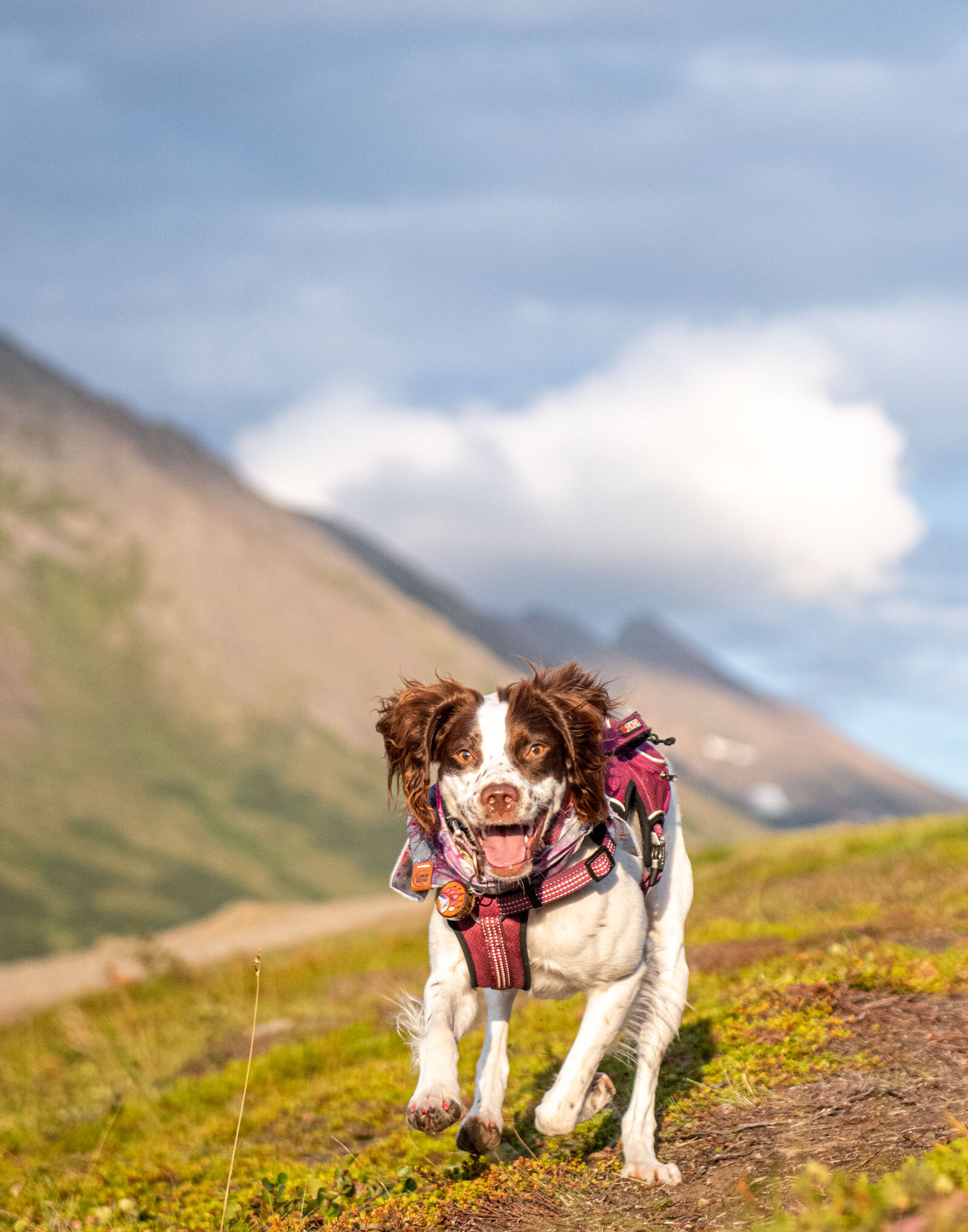 Meredith Berg Photography Anchorage Alaska Dog Pet Photographer Arya Bear Brittany Spaniel Flat Top Mountain Glen Alps TrailheadMBP_4442.jpg