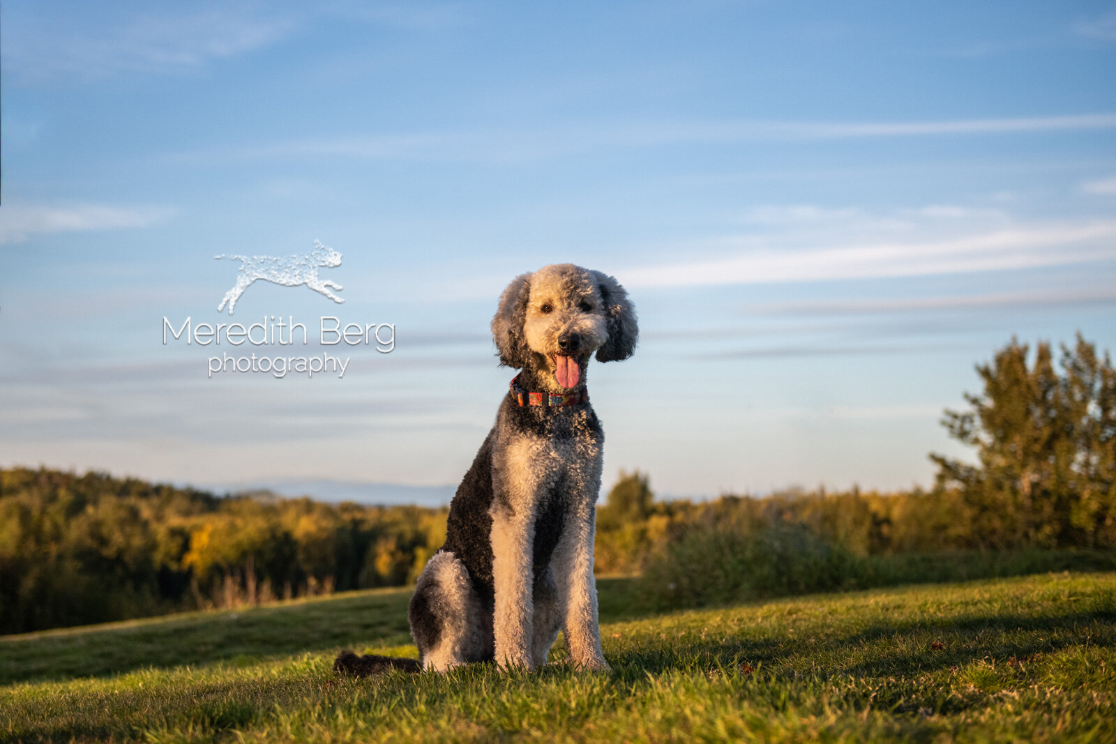 Meredith Berg Photography Anchorage Alaska Dog Pet Photographer Coco Goldendoodle Golden Retriever Poodle Mix Kincaid ParkMBP_7785-Edit.jpg