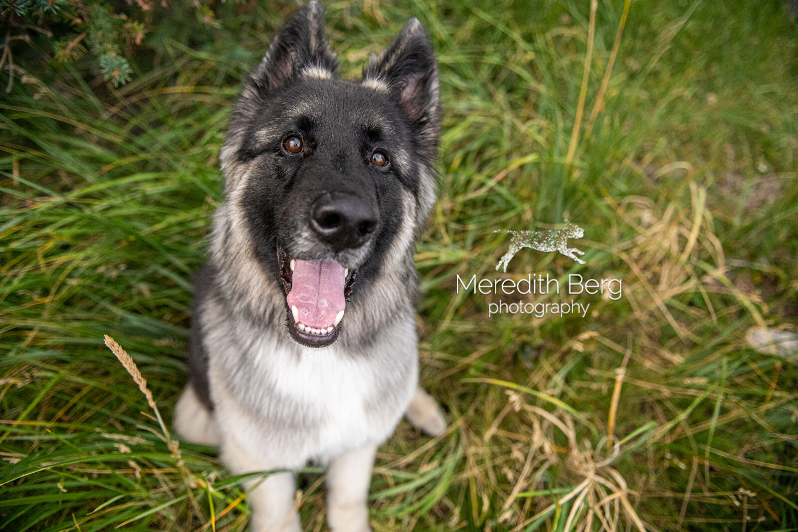 Meredith Berg Photography Anchorage Alaska Dog Pet Photographer Bear German Shepherd Mix Beluga PointMBP_4871.jpg