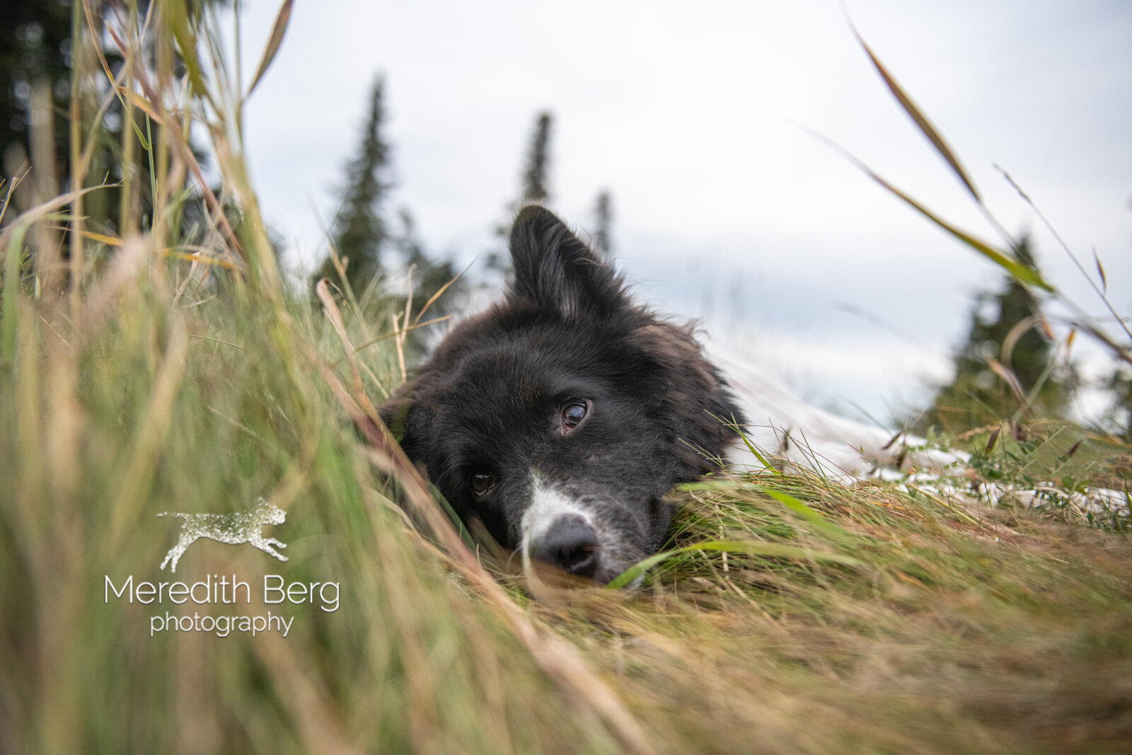 Meredith Berg Photography Anchorage Alaska Dog Pet Photographer Odin Husky MixMBP_8114-Edit.jpg