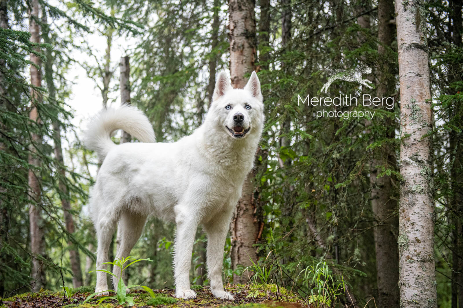 Meredith Berg Photography Anchorage Alaska Dog Pet Photographer Wolfie McKenzie River Husky Eagle River High School Ski Trail1.jpg