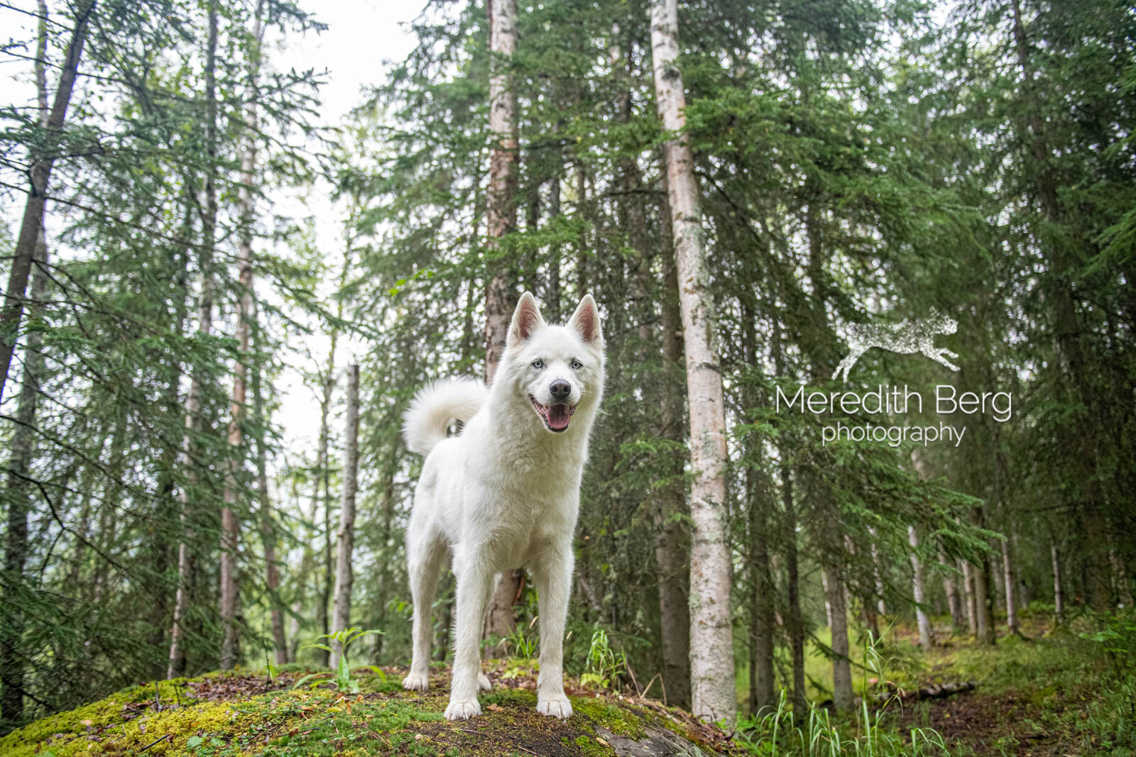 Meredith Berg Photography Anchorage Alaska Dog Pet Photographer Wolfie McKenzie River Husky Eagle River High School Ski Trail2.jpg