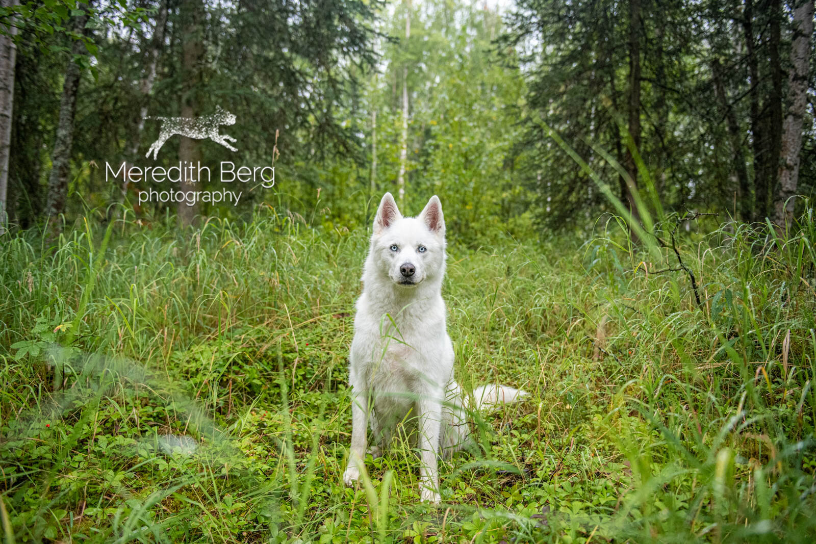 Meredith Berg Photography Anchorage Alaska Dog Pet Photographer Wolfie McKenzie River Husky Eagle River High School Ski Trail3.jpg
