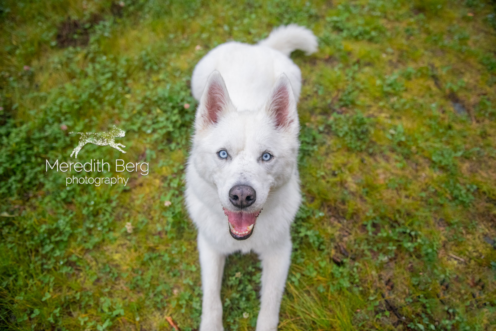 Meredith Berg Photography Anchorage Alaska Dog Pet Photographer Wolfie McKenzie River Husky Eagle River High School Ski Trail10.jpg