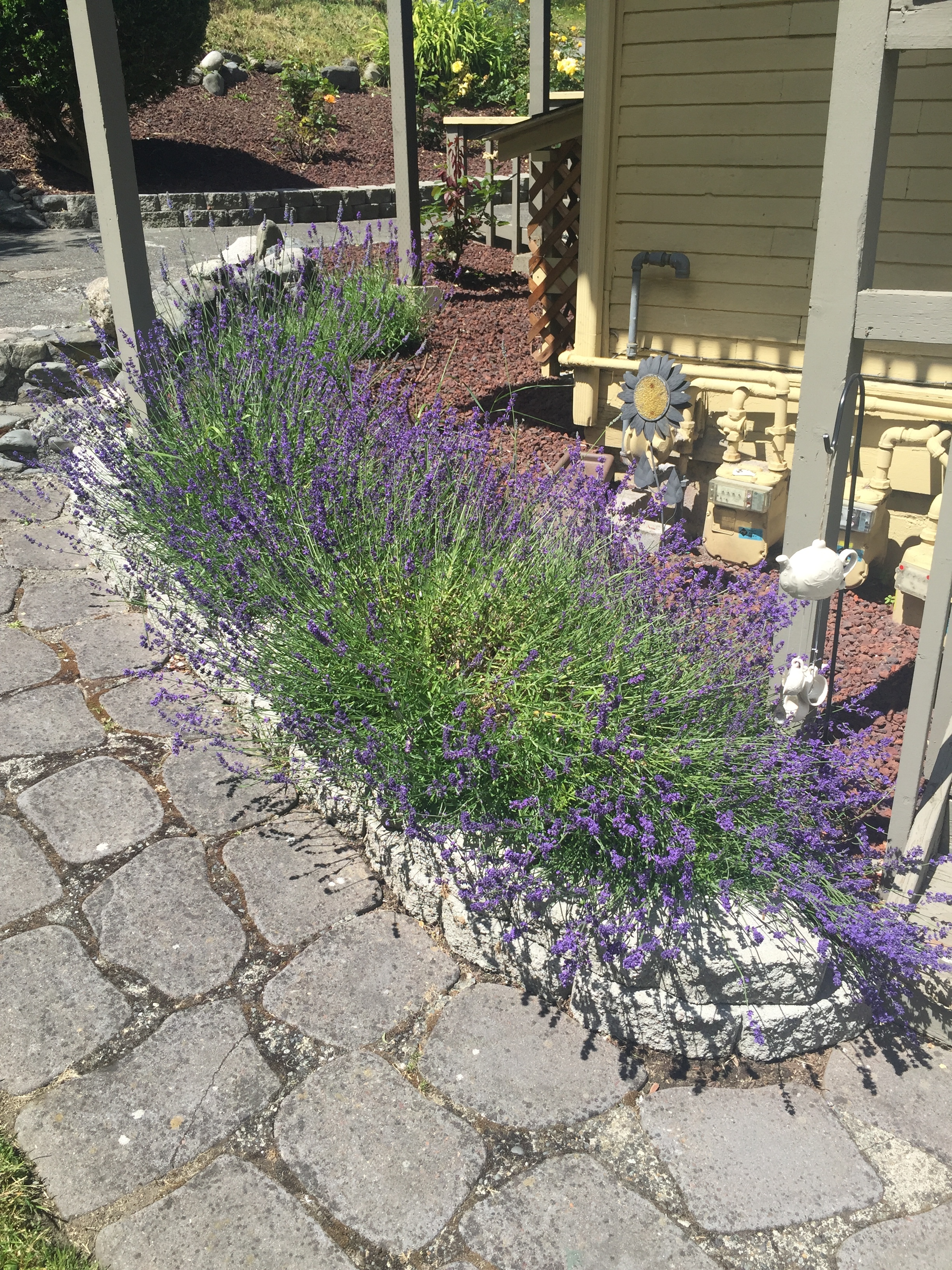 Adding Beautiful Local Plants Really Spruces The Property Up